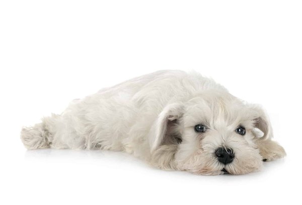 Quels sont les défis et solutions pour le camping en zones de canicule ?